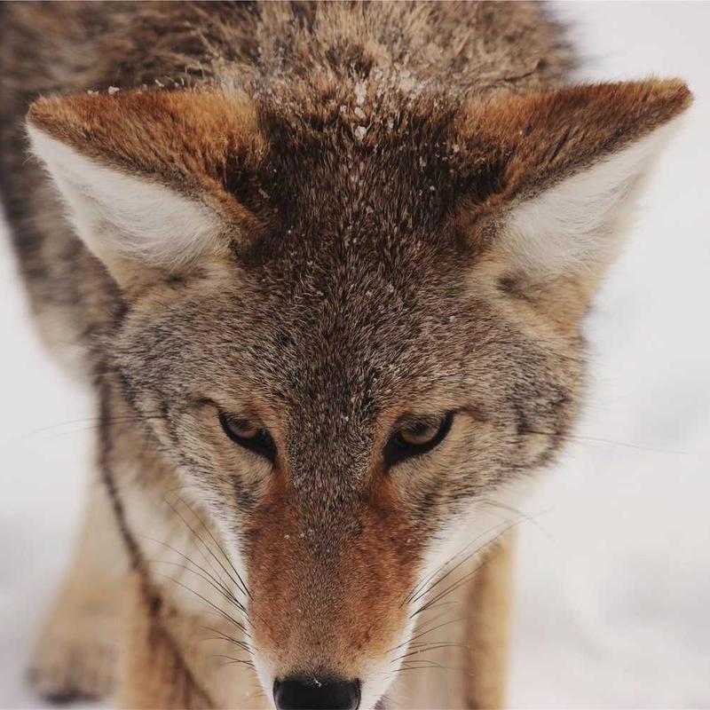 Malesuada metus phasellus pulvinar laoreet penatibus diam iaculis quam nostra senectus curae donec